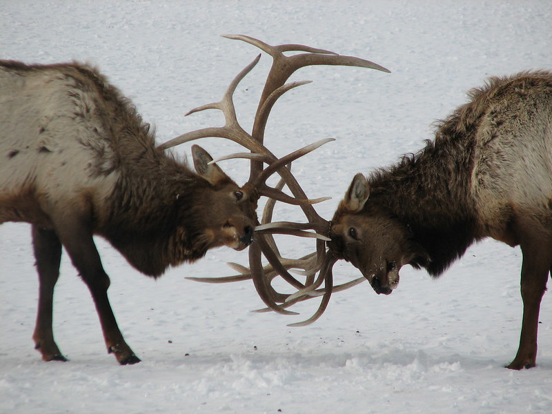 Not actually moose, but two elk bulls locking antlers in the snow.